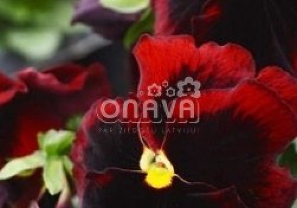 Viola wittrockiana Mega Star Red with Blotch
