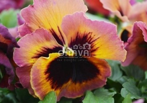 Viola wittrockiana Mega Star Rose Fire