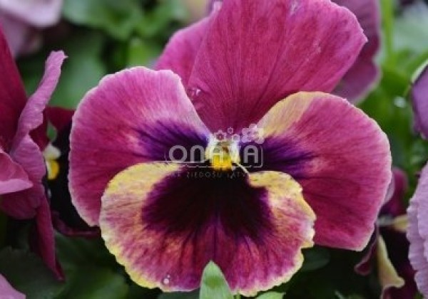 Viola wittrockiana Mega Star Rose with Blotch