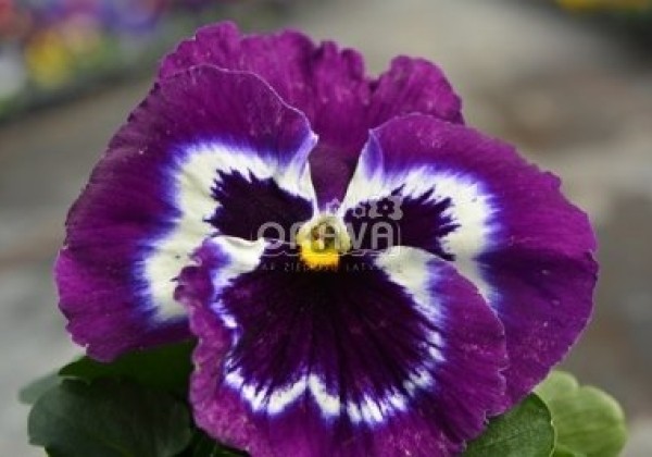 Viola wittrockiana Mega Star White Purple Wing