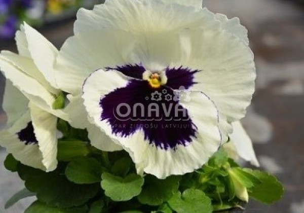 Viola wittrockiana Mega Star White with Blotch