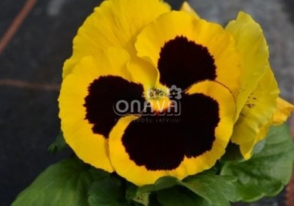 Viola wittrockiana Mega Star Yellow with Blotch