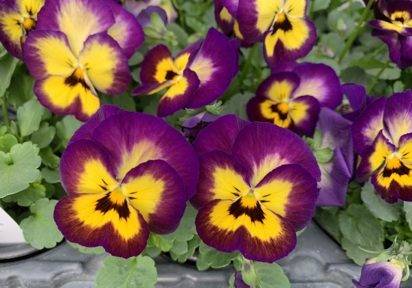 Viola wittrockiana Lubega Mix