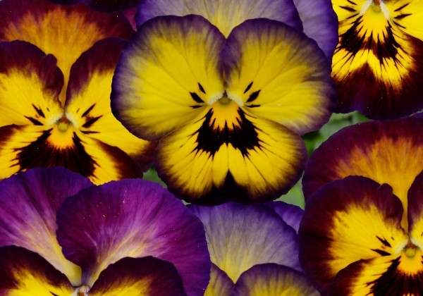 Viola wittrockiana Lubega Mix