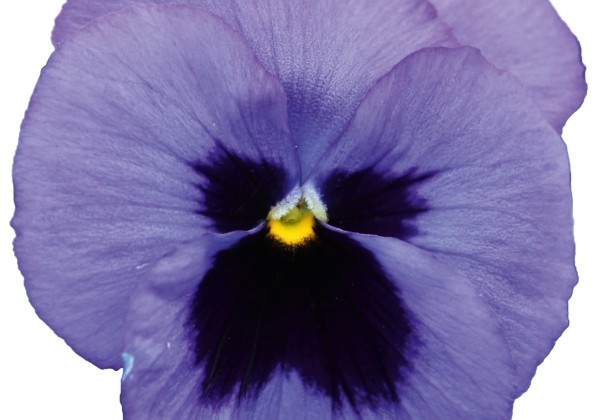 Viola wittrockiana Volante Blue with Blotch