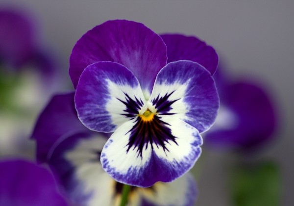 Viola wittrockiana Volante Purple Picotee