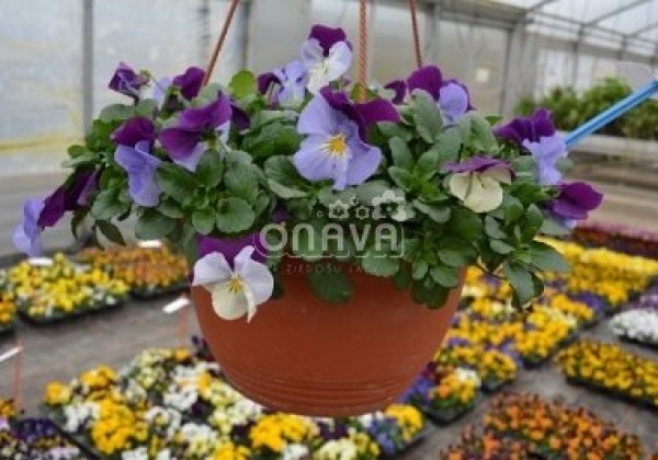 Viola wittrockiana Volante Purple Face