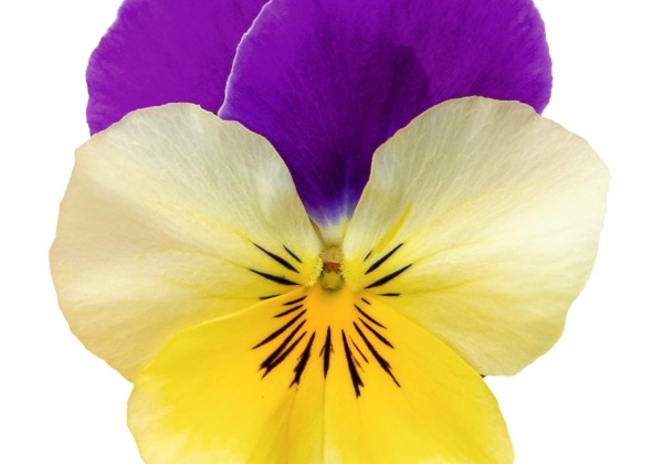 Viola wittrockiana Volante Tricolor