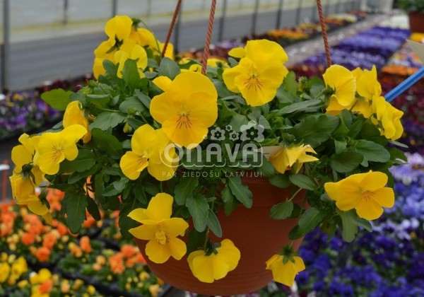 Viola wittrockiana Volante Yellow