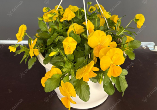 Viola wittrockiana Volante Yellow