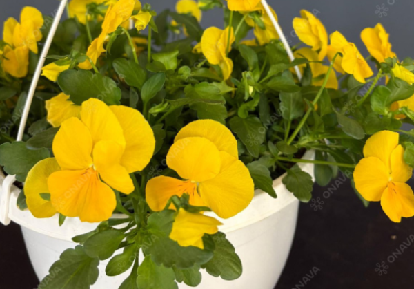 Viola wittrockiana Volante Yellow
