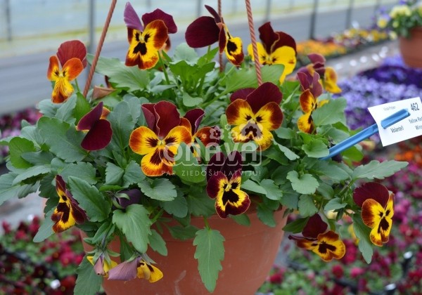 Viola wittrockiana Volante Yellow Red Wing