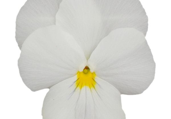 Viola wittrockiana Volante Compact Clear White