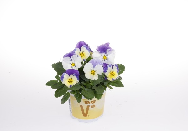 Viola wittrockiana Volante Compact Cream Lilac Wing
