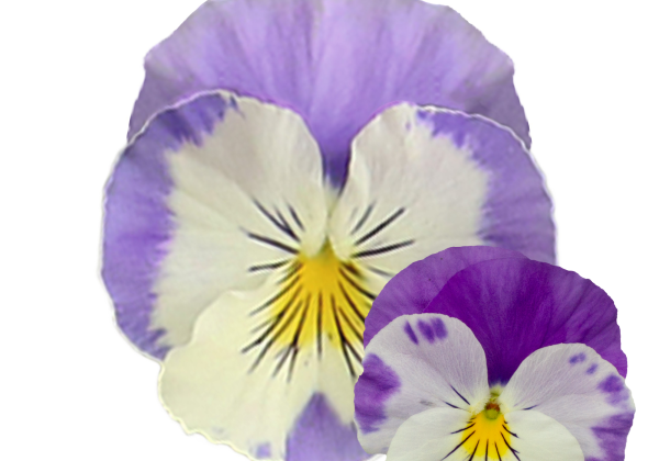 Viola wittrockiana Volante Compact Cream Lilac Wing