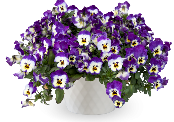 Viola wittrockiana Volante Compact Purple Picotee