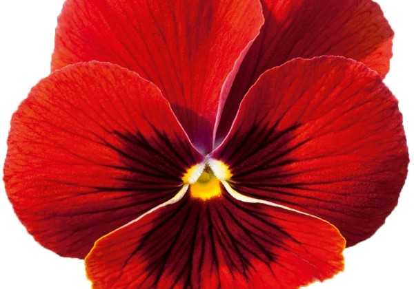 Viola wittrockiana Volante Compact Red with Blotch