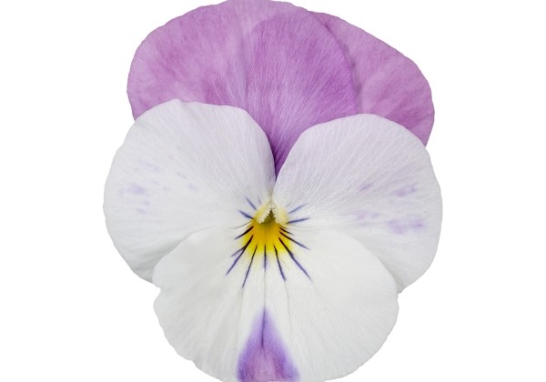 Viola wittrockiana Volante Compact White Pink Wing