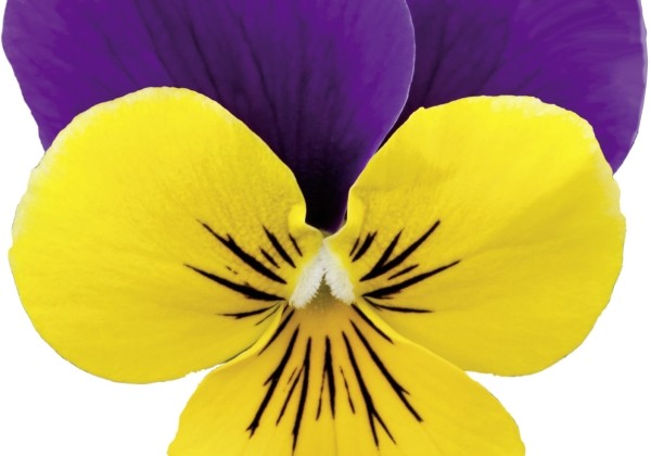 Viola wittrockiana Volante Compact Yellow Purple Wing