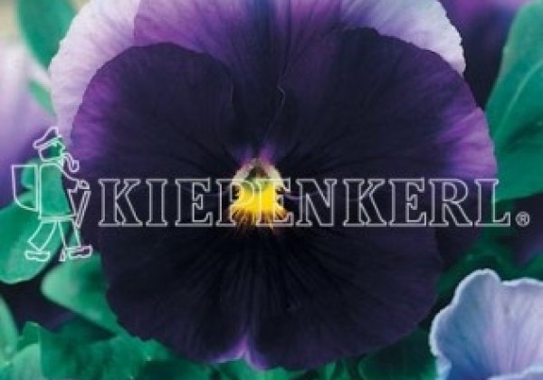 Viola wittrockiana Grandessa Blau mit heller Fahne