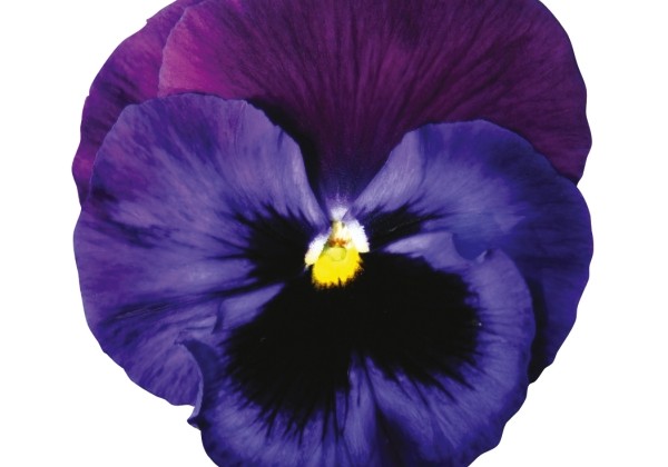 Viola wittrockiana Grandessa Blau mit violettem Flügel