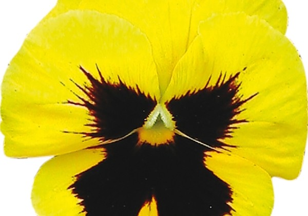 Viola wittrockiana Grandessa Gelb mit Auge