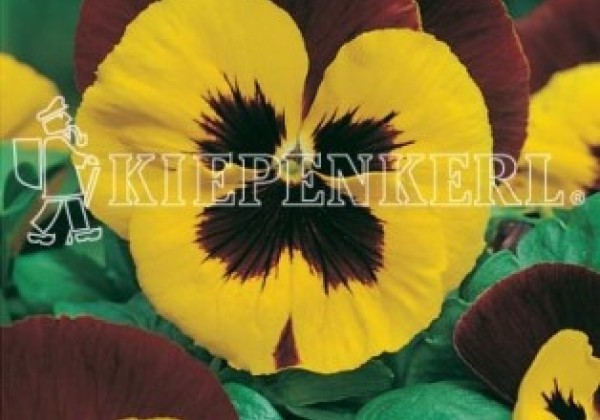 Viola wittrockiana Grandessa Gelb mit rotem Flügel