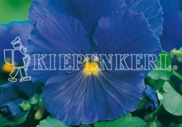 Viola wittrockiana Grandessa Himmelblau