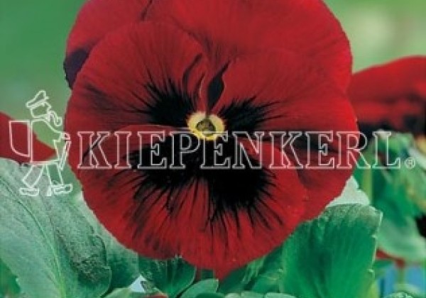 Viola wittrockiana Grandessa Leuchtendrot mit Auge