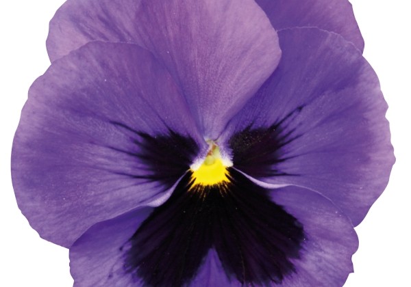 Viola wittrockiana Grandessa Mittelblau mit Auge