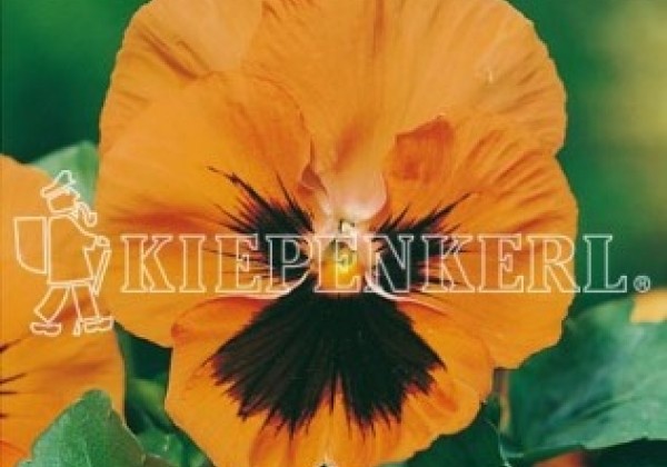 Viola wittrockiana Grandessa Orange mit Auge