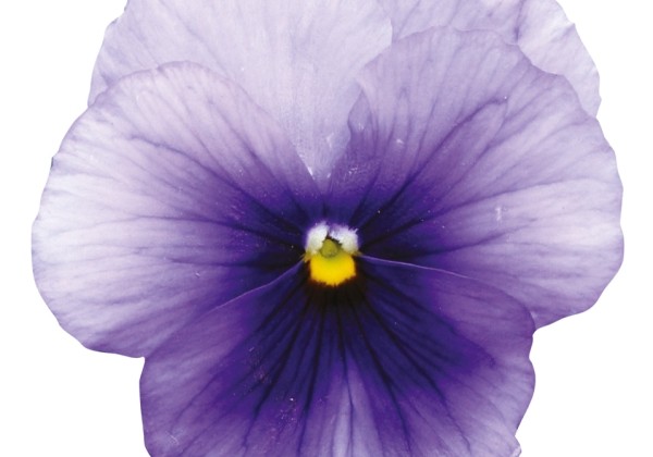 Viola wittrockiana Grandessa Silberblau