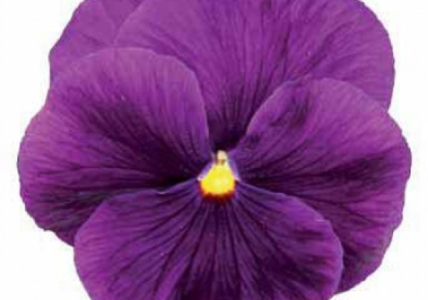 Viola wittrockiana Grandessa Violett