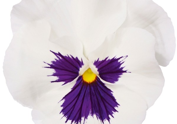 Viola wittrockiana Grandessa Weiß mit Auge