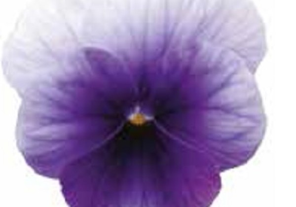 Viola wittrockiana Weseler Sprinter Blau mit hellem Rand
