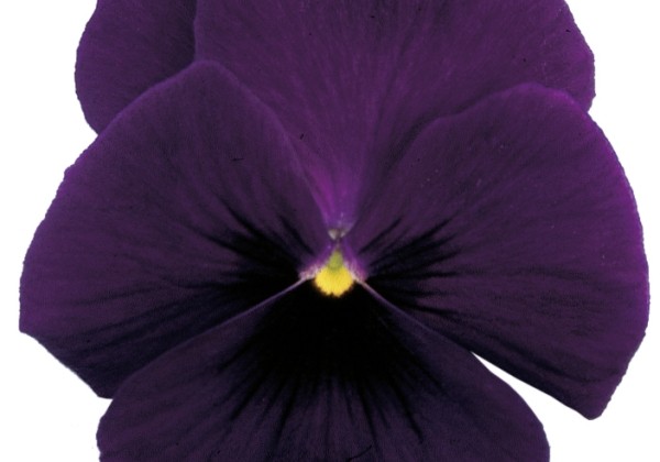 Viola wittrockiana Weseler Sprinter Dunkelblau mit Auge