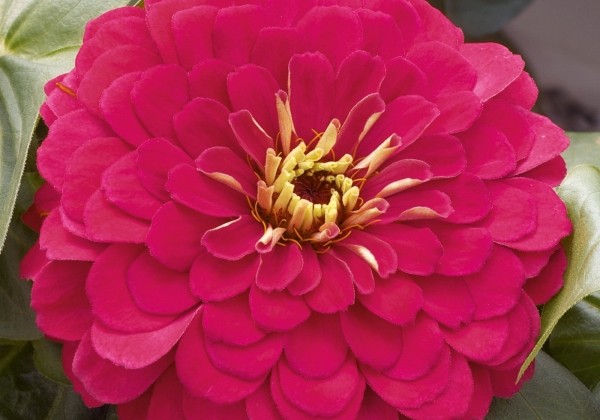 Zinnia elegans Columbus Cherry