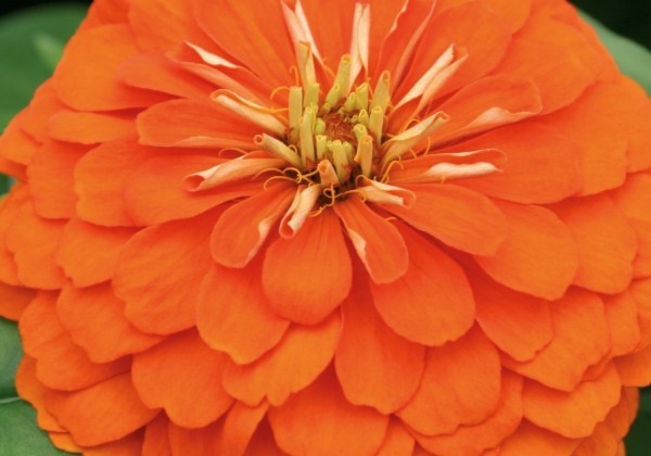 Zinnia elegans Columbus Orange