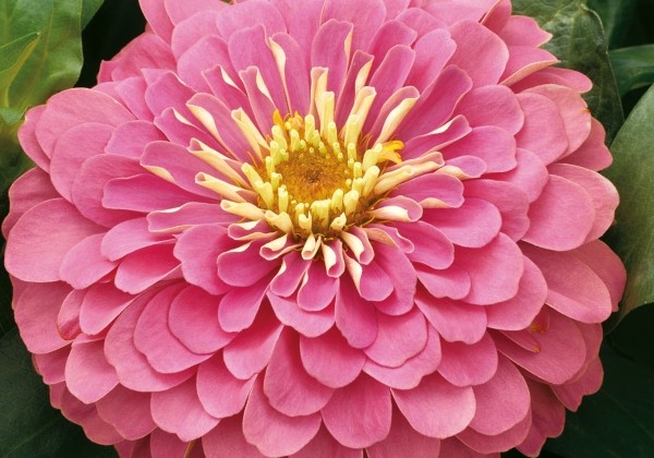 Zinnia elegans Columbus Pink