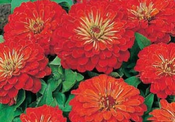 Zinnia elegans Columbus Scarlet
