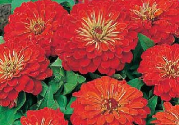 Zinnia elegans Columbus Scarlet