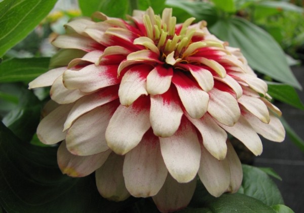 Zinnia elegans Swizzle Cherry & Ivory