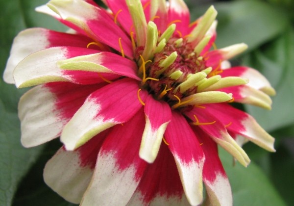 Zinnia elegans Swizzle Cherry & Ivory