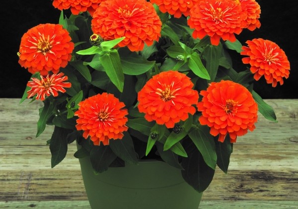 Zinnia elegans Diego Orange