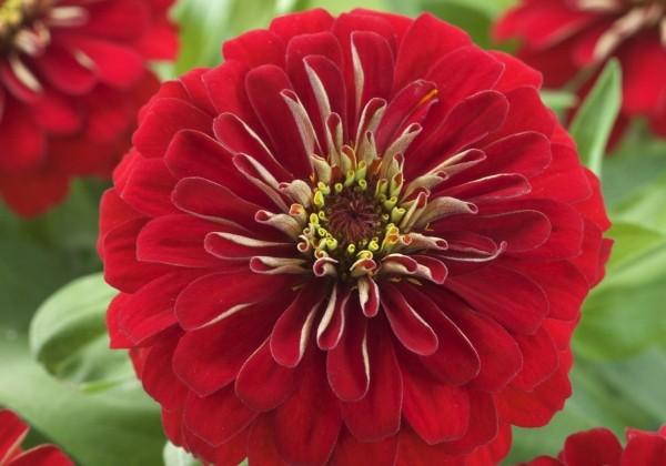 Zinnia elegans Diego Red