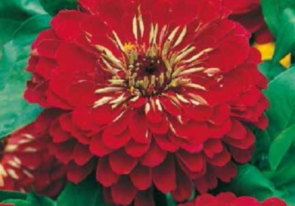 Zinnia elegans Gulliver Deep Red