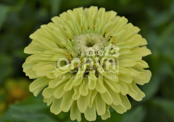 Zinnia elegans Gulliver Lime