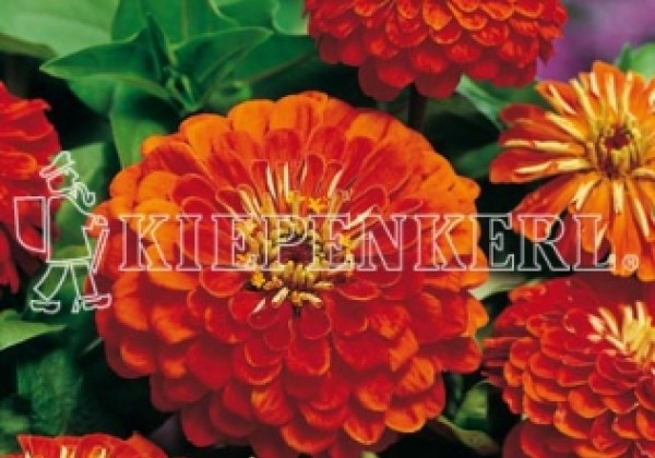 Zinnia elegans Gulliver Orange