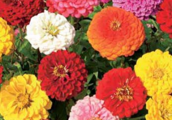 Zinnia elegans Gulliver Scarlet