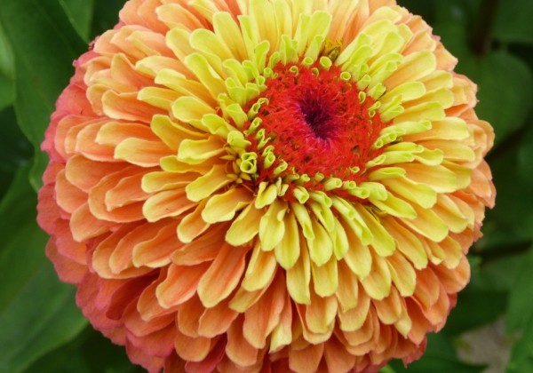 Zinnia elegans Queeny Lime Orange